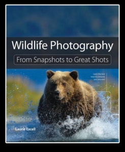 wildlife-photography-from-snapshots-to-great-shots